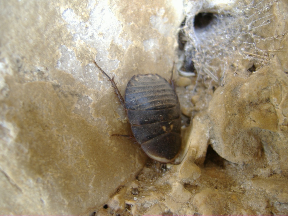 Polyphaga aegyptiaca (Linnaeus, 1758)